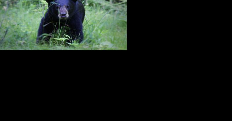 DEC announces 2023 bear harvest numbers - Vimarsana News