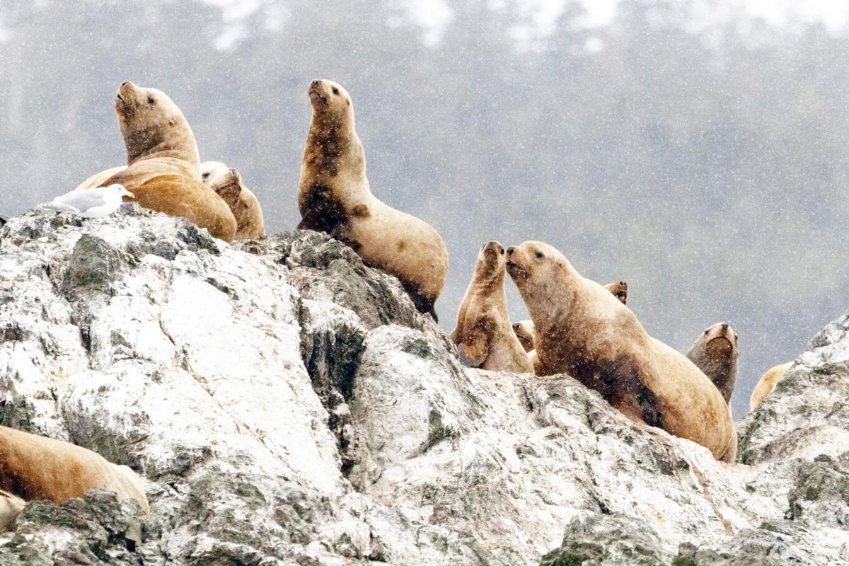 It's now legal to kill sea lions that threaten salmon in the Pacific  Northwest