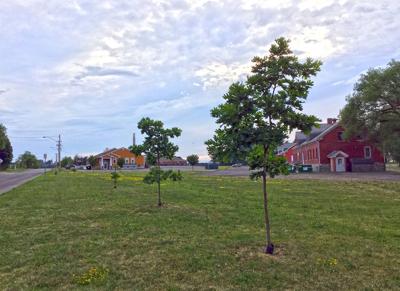 Join the effort to renew green spaces – Oswego County looking for input on tree planting projects