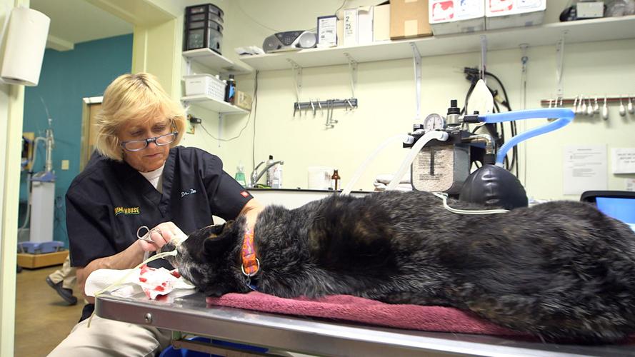 Frontier medicine Animal follows wild life of Alaska