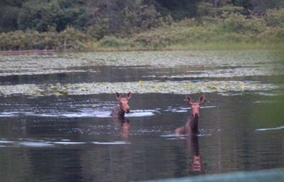 Moose out for a swim in Mountain View Lake