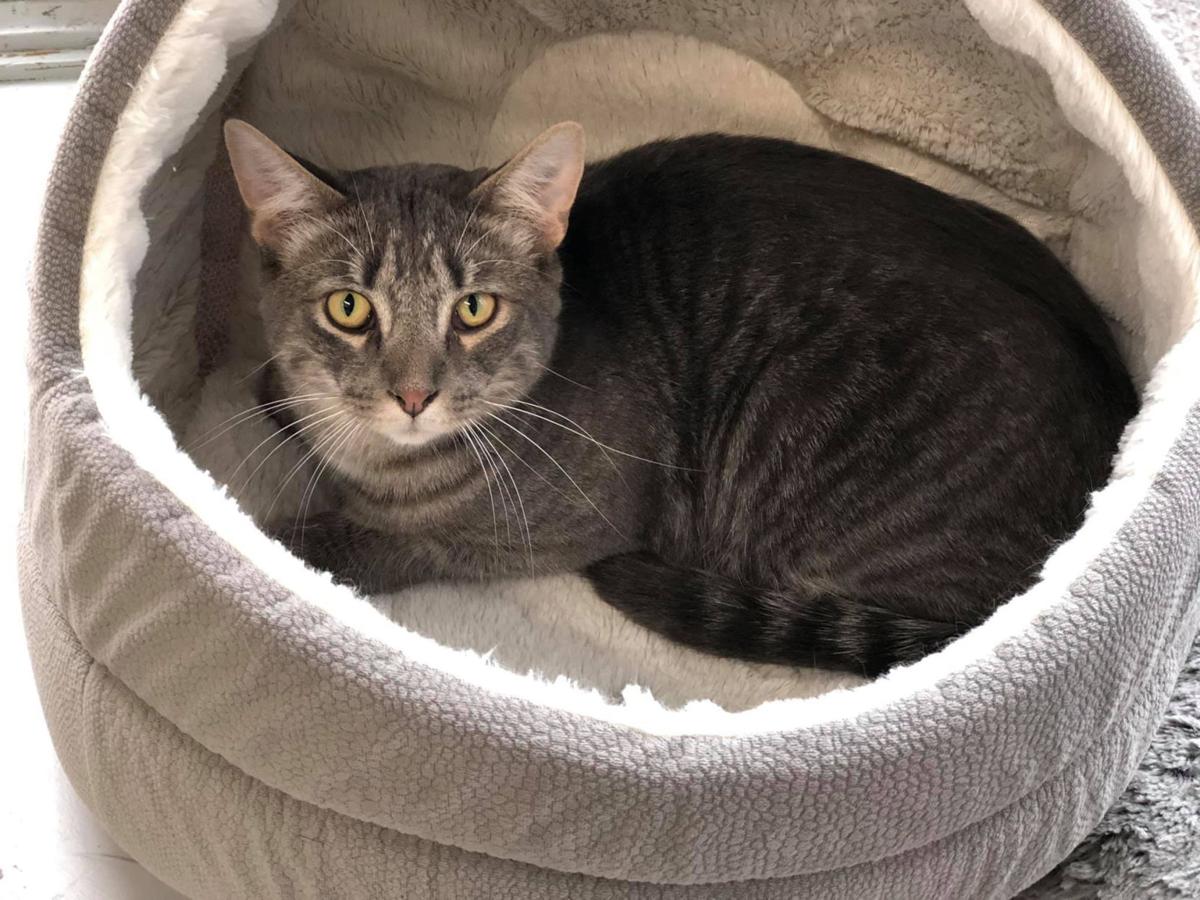 Lewis County Humane Society Team Helps Rescue Pets Find Forever