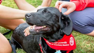 Gift accelerates launch of Canine Health Center at Cornell