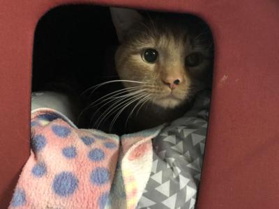 Pet of the week
