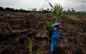 Report Links Green Fuel Boom to Rainforest Destruction