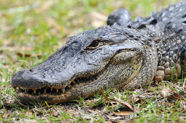 Gators vs. crocs: key differences | News 