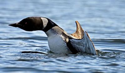 ‘Loon Zoom’ sessions aims to present fascinating insight into life of birds