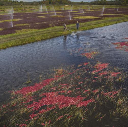 Cranberries harvested in Brasher Falls Business