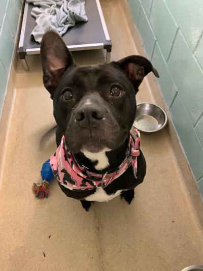 Pet of the week
