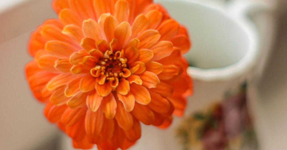 DearAggie: Summer cut flowers - Vimarsana News