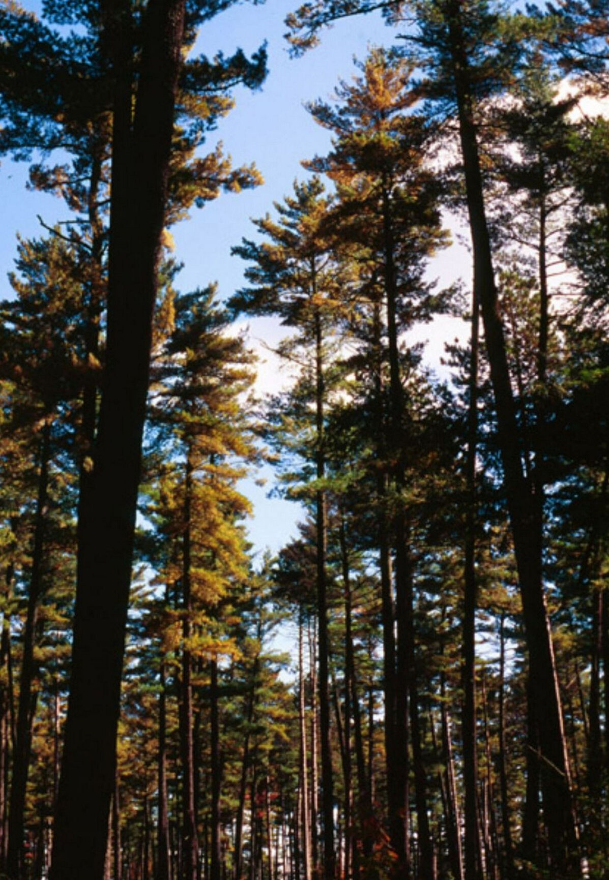 Hike, bike and paddle trips planned by Tug Hill Tomorrow Land Trust through July - Vimarsana News