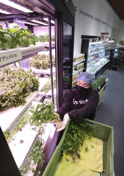 Automation, AI help veggie factories take root in Japan