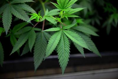 Feedback sought on marijuana retailers