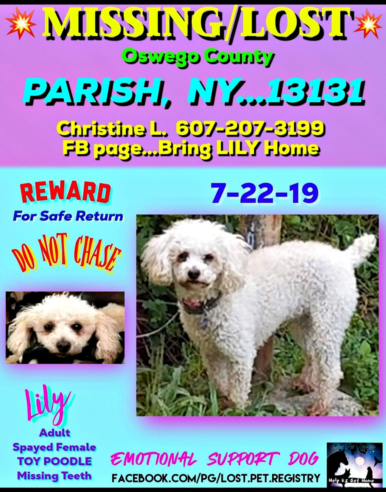 Lost poodle hot sale near me