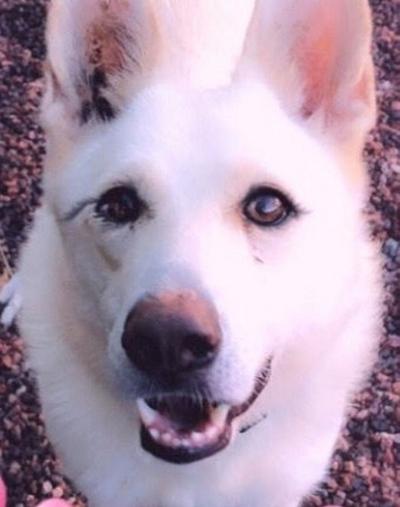 Pet of the week