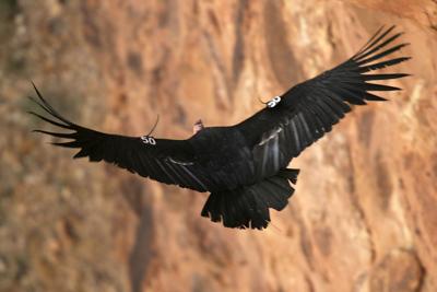 The Majestic California Condor in Grand Canyon: A Conservation Success Story  