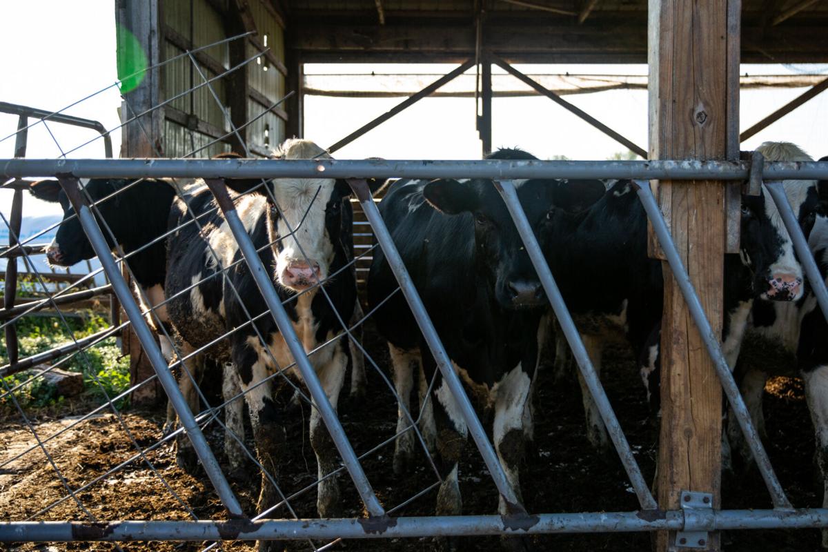 Guarding our food supply