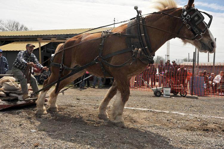 Draft horses compete in annual spring pull contest News