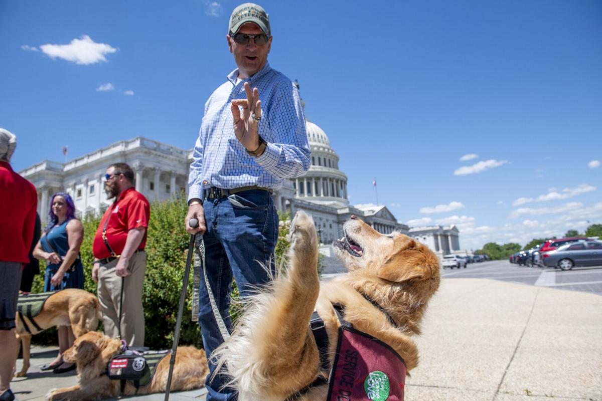 How service dogs help veterans with PTSD
