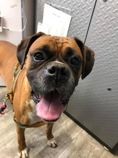Pet of the week
