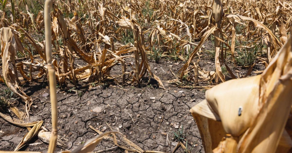 Dried-out farms from China to Iowa are pushing global food prices higher | Business