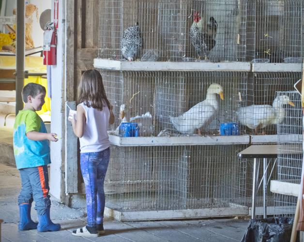 Avian flu could prohibit NNY poultry exhibits