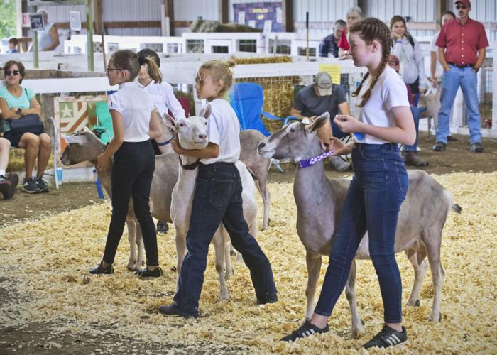 Gouverneur and St. Lawrence County Fair opens with agriculture prize