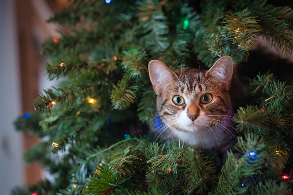Tips To Keep Kids Safe Around Holiday Decorations Home And