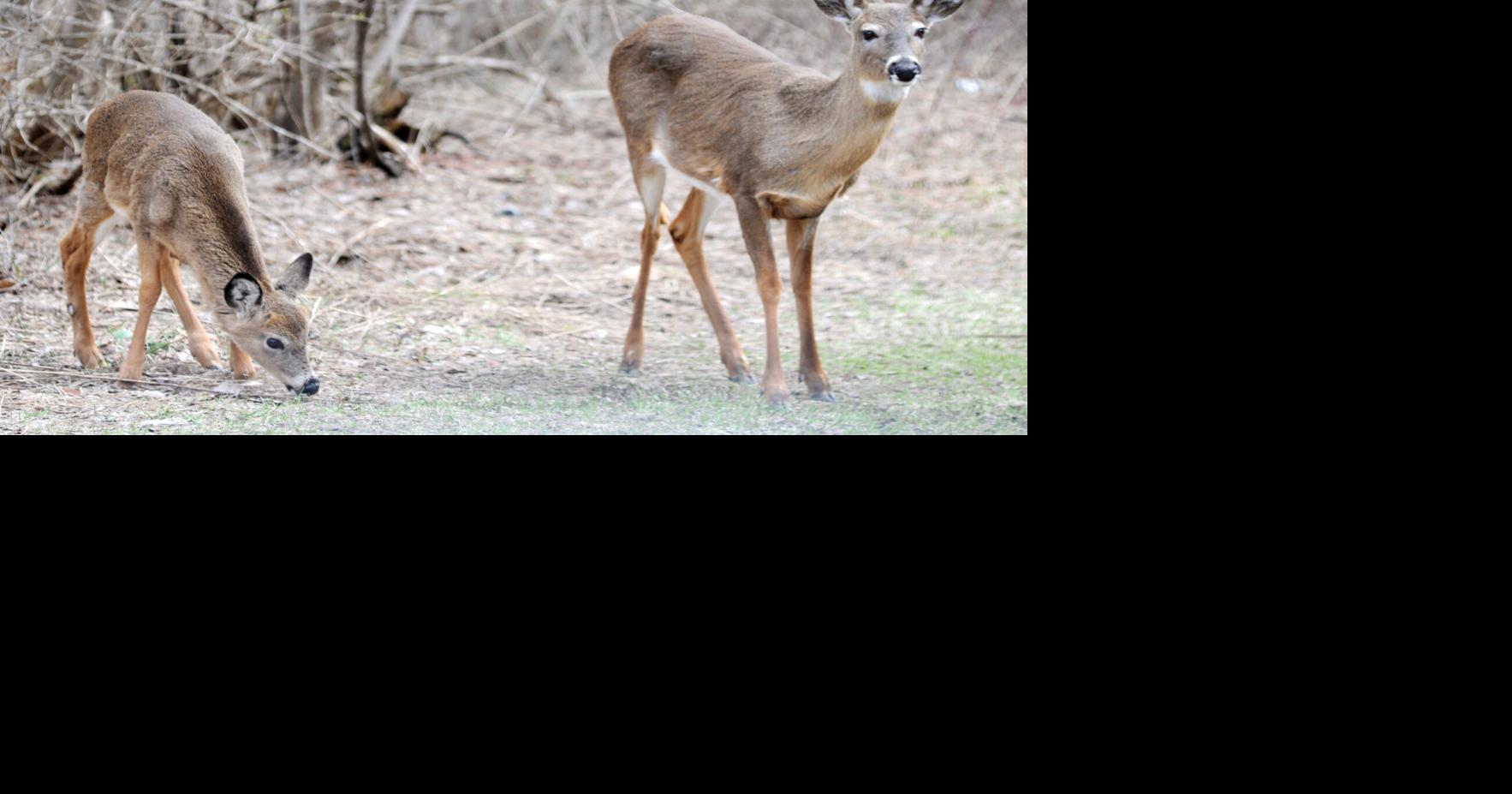 Hunters can donate deer meat to New York food pantries