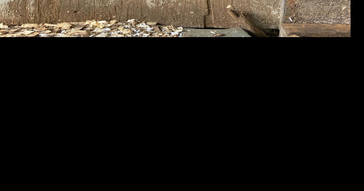 Is it cheaper (by the dozen) to raise my own chickens? Agriculture