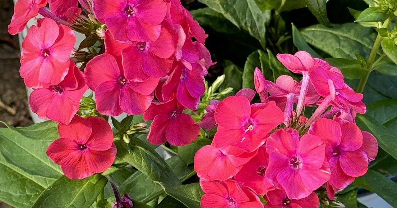 Luminous Sunset Coral phlox will have you mesmerized - Vimarsana News