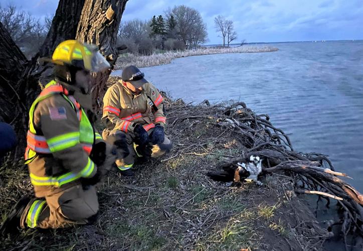 Chaumont fire department rescues trapped osprey Kidscontent