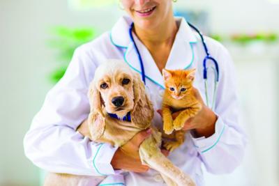 Appointment Phone Line Opens Aug 3 For Volney Rabies Clinic Pets Nny360 Com