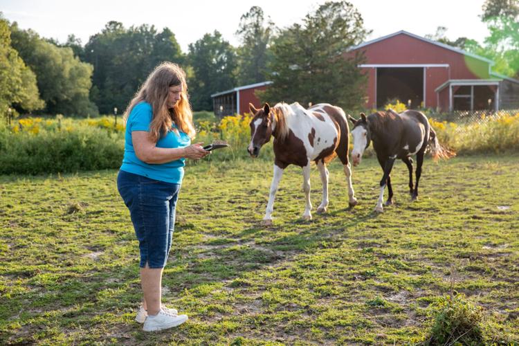 Lost 'sweet' horse mystifies the mare's owner in town of Lyme ...
