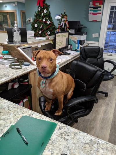Pet of the week