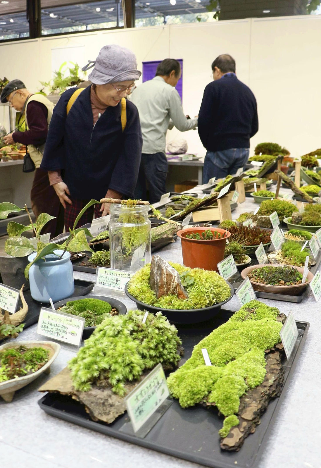 Humble Moss Proves A Soothing And Simple Hit In The Home Arts And Life Nny360 Com
