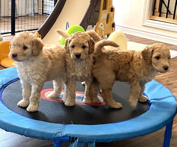 Breeders, kennel clubs seek timeout in CDC’s 6month entry rule