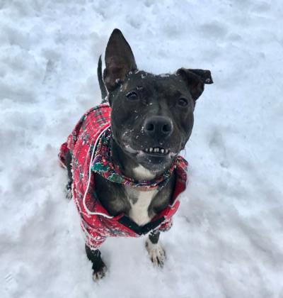 Pet of the week