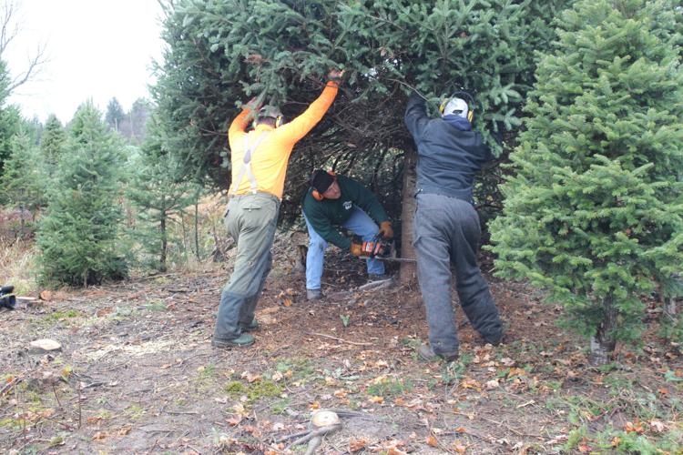 West Leyden tree headed to NYC News