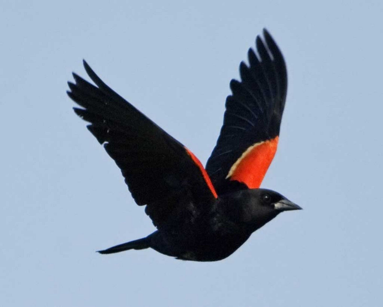 Red-winged Blackbird – Sound | Facts | Habitat | Migration | Nest ...