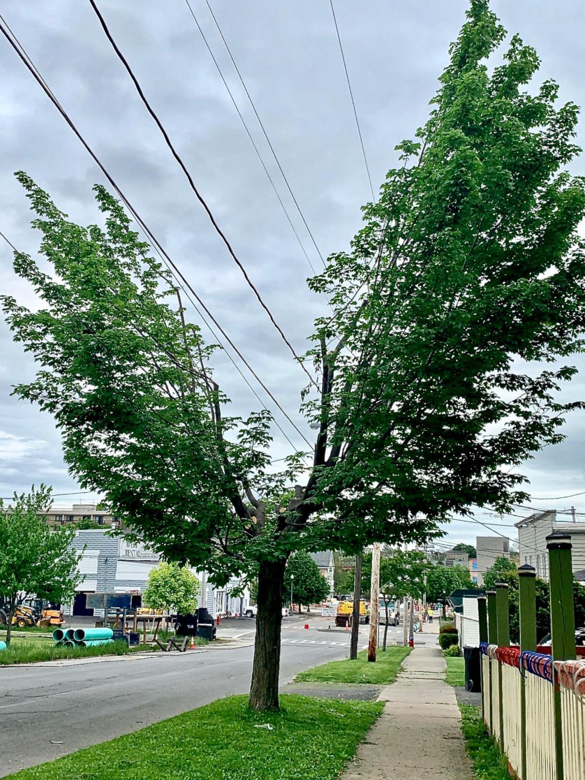 A Guide to Distinguishing Tree Trimming ranchomesa.com