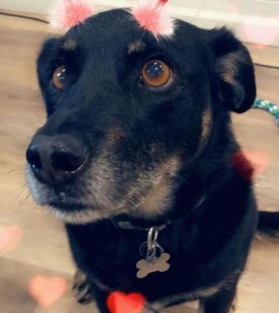 Pet of the week
