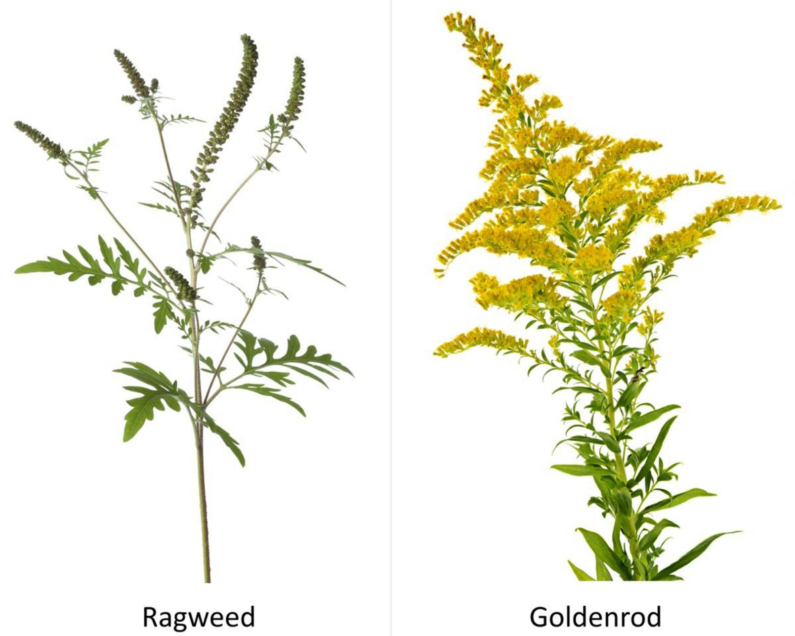 Don T Blame Goldenrod Allergies Are Ragweed S Fault Home And Garden Nny360 Com