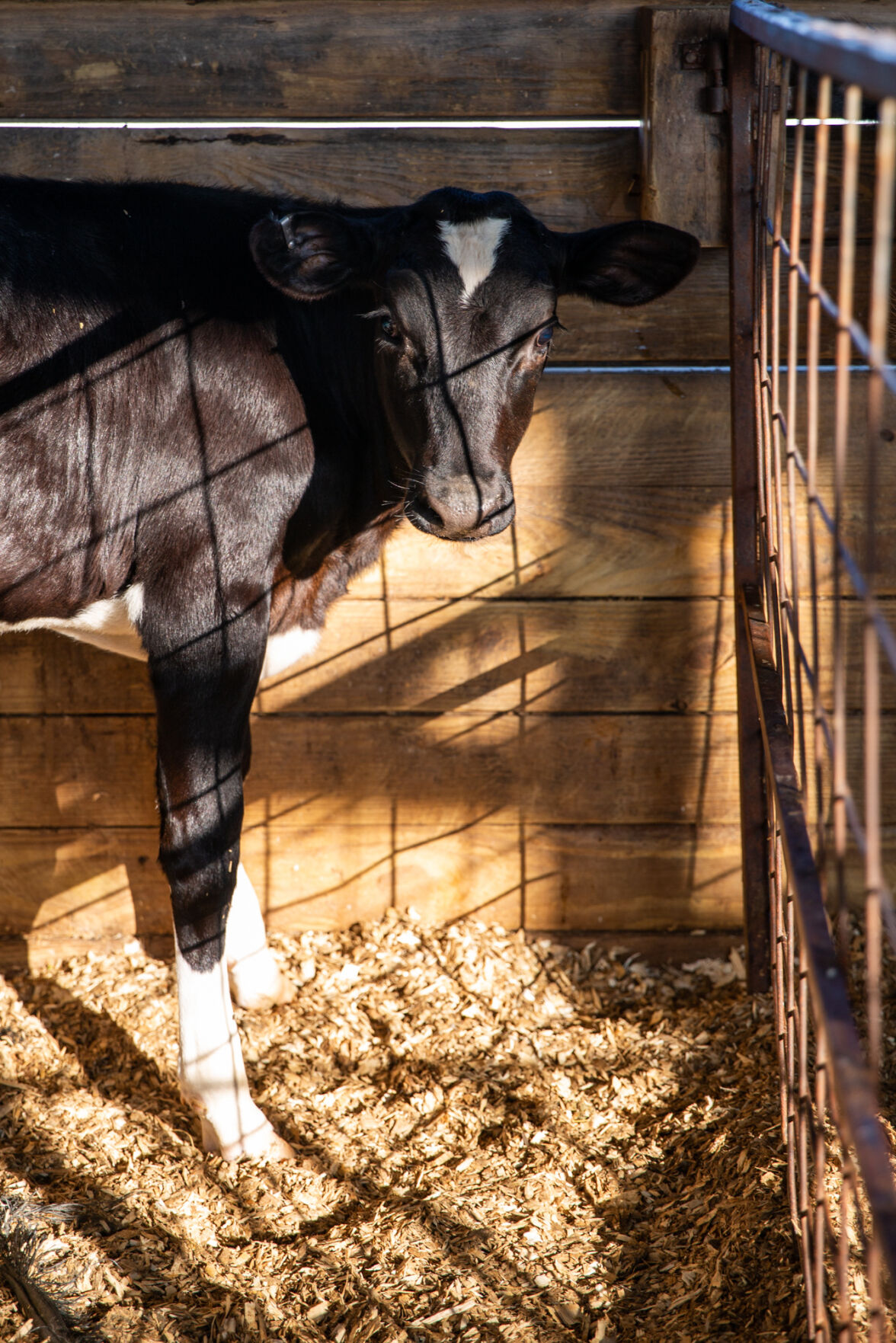 Guarding our food supply