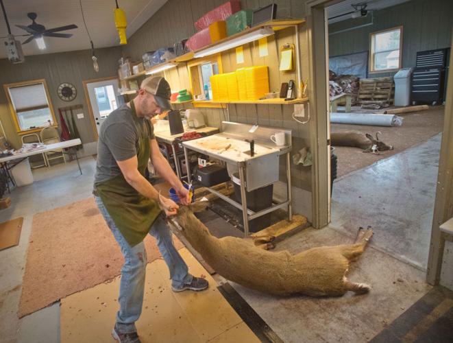 North country deer processors at ‘full tilt’ as hunting, deer take