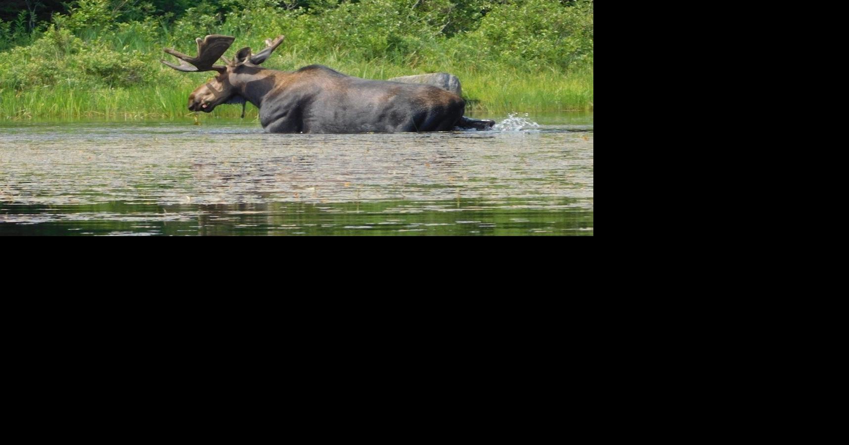 DEC collecting reports of north country moose sightings | St. Lawrence ...