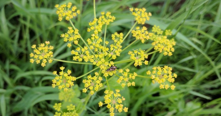 Environmental Management Council warns of contact with wild parsnip