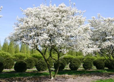 White Blossomed Juneberry A Welcome Sight In Spring Nny360 Com