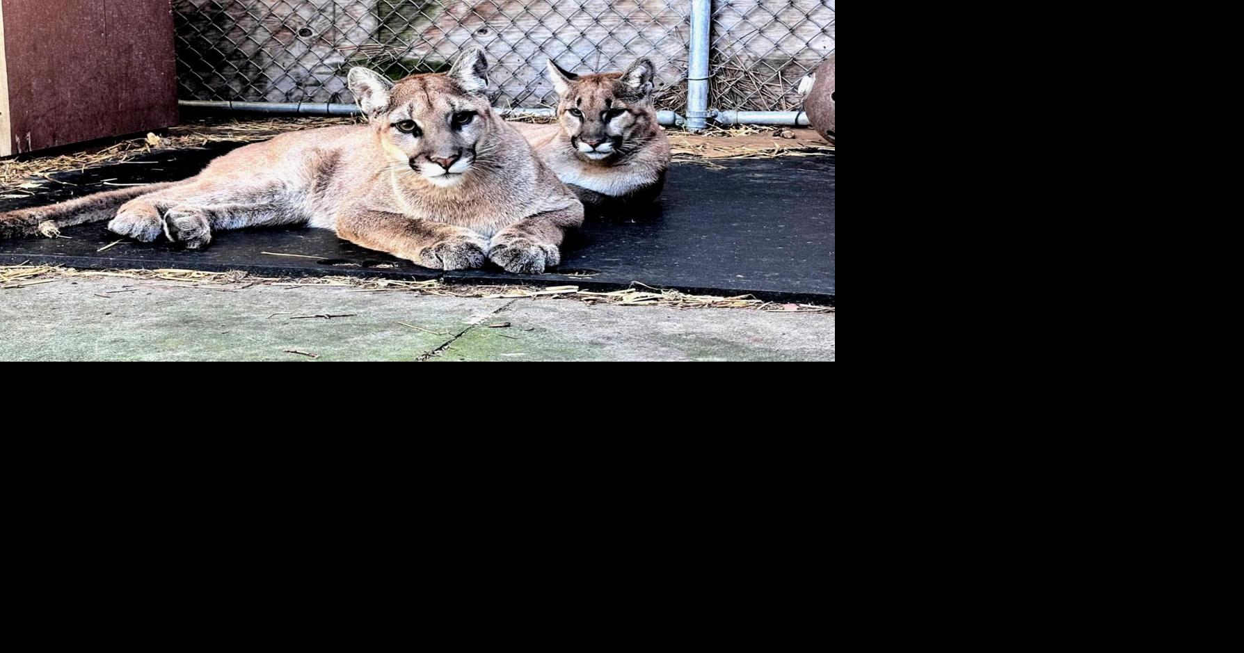 Something to roar about: Zoo New York prepares for debut of mountain lion cubs