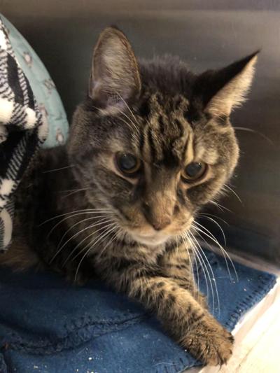 Pet of the week